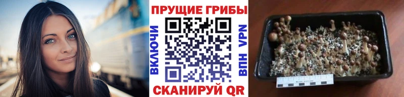 Псилоцибиновые грибы Cubensis  закладка  Каменногорск 